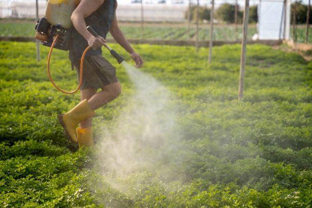 Best Affordable Pest Control Services  in Royalton, IL