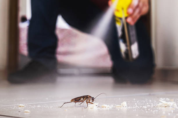 Best Flea Control Services  in Royalton, IL
